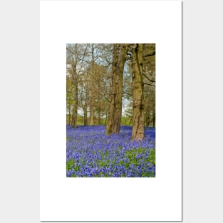 Bluebell Woods Greys Court Oxfordshire England Posters and Art